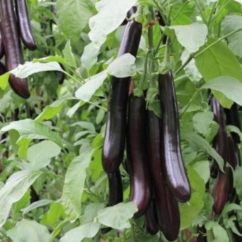 Bisa Cod Isi 25 Biji Biji Benih Terong Ungu Yumi F Benih Terong Favorit Petani Bibit Sayuran ,