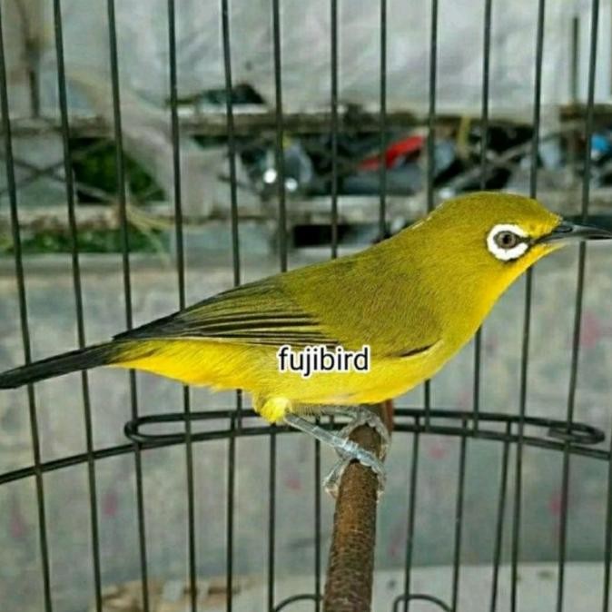 BURUNG PLECI DAKUN PACITAN JANTAN PILIHAN murah