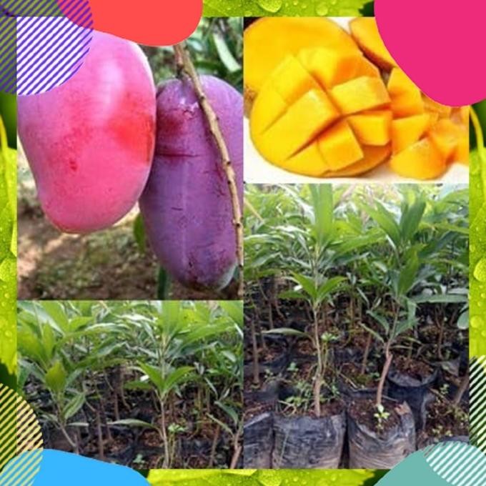 Bibit Pohon Buah Mangga Irwin Australia Okulasi Unggulan Cepat Berbuah