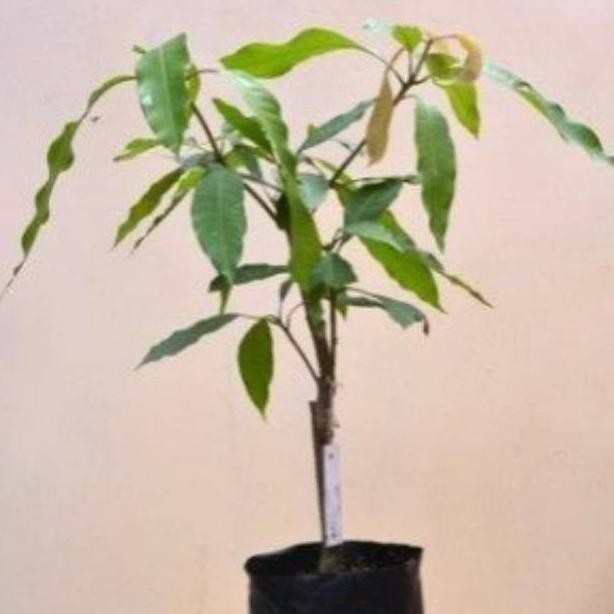 Pohon Mangga Gedong Gincu / Bibit Pohon Mangga Gedong Gincu SUPER NNNN