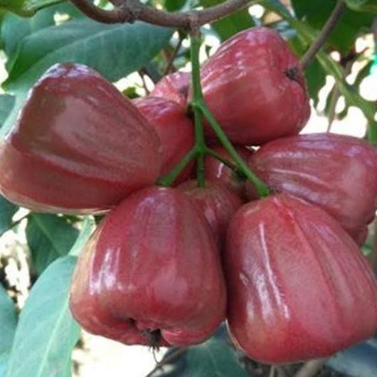 PREMIUM Bibit Jambu Air Dalhari asal Cangkok