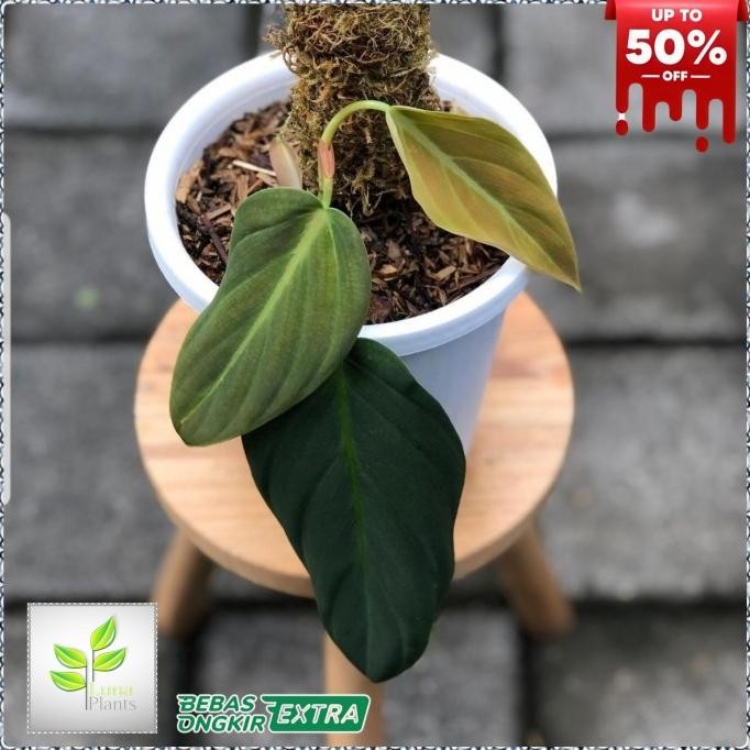 Terlaris Tanaman Hias Philodendron Gigas - Philodendron Gigas