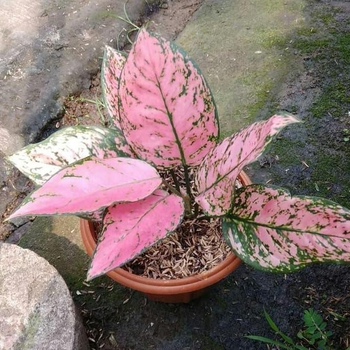 Terlaris Tanaman Hias Aglonema Ruby Pink Dewasa