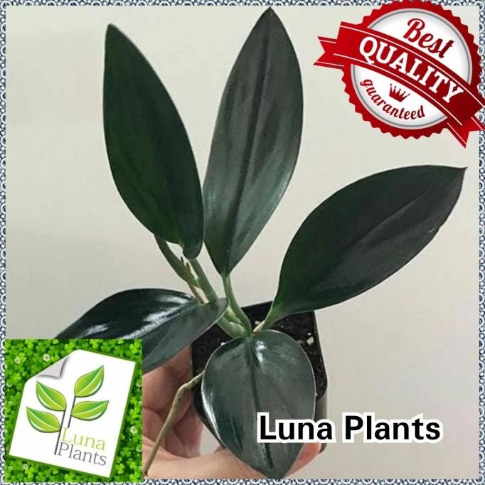 Terlaris Tanaman Hias Scindapsus Black Borneo - Scindapsus Treubii Dark Form