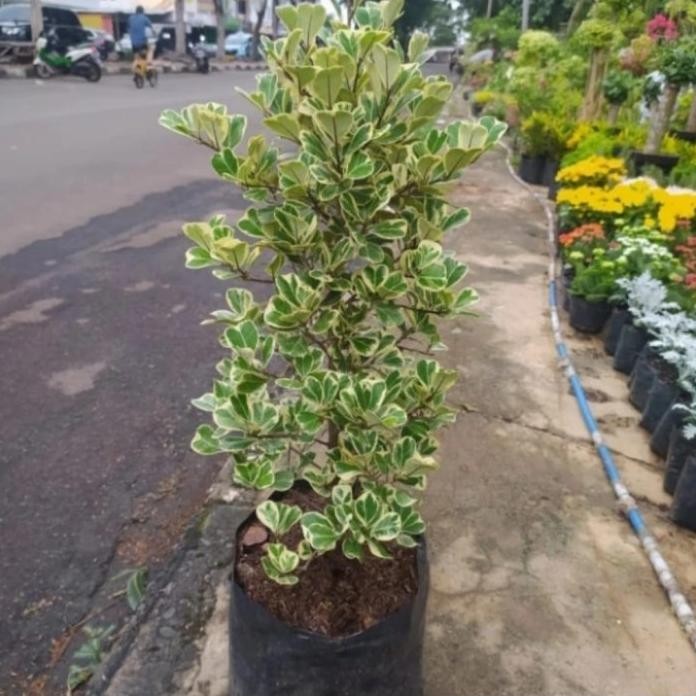 Terlaris Tanaman Hias Beringin Kupu-Kupu / Ficus Tinggi 1 Mtr + Pot Putih