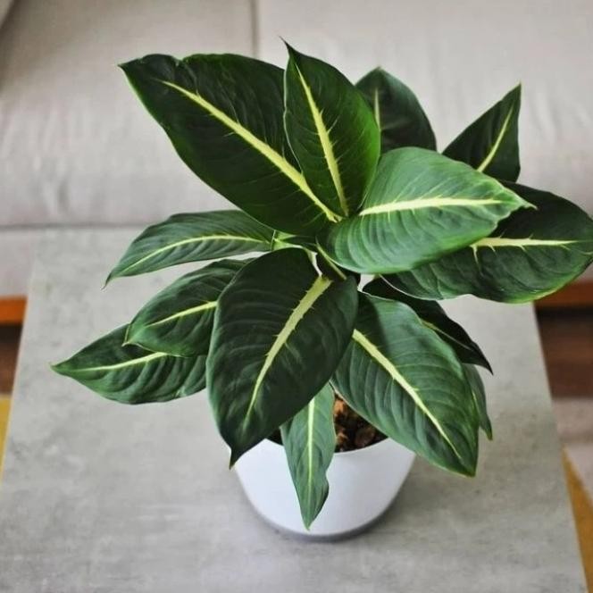 Terlaris Tanaman Blanceng Neon/Tanaman Hias/Aglonema Blanceng Neon