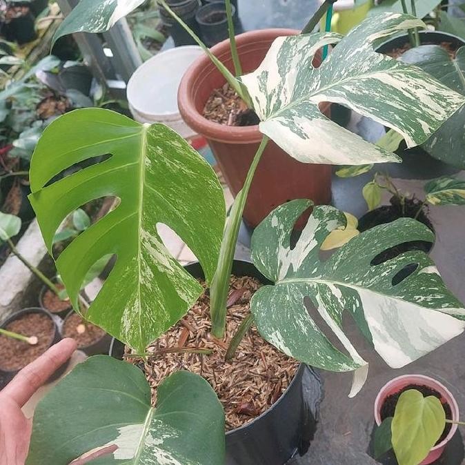 Tanaman Hias Monstera Variegata - monstera variegata - Monvar murah