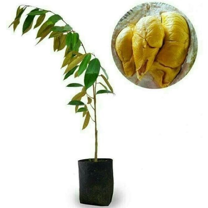 Bibit Durian Musangking Asli murah