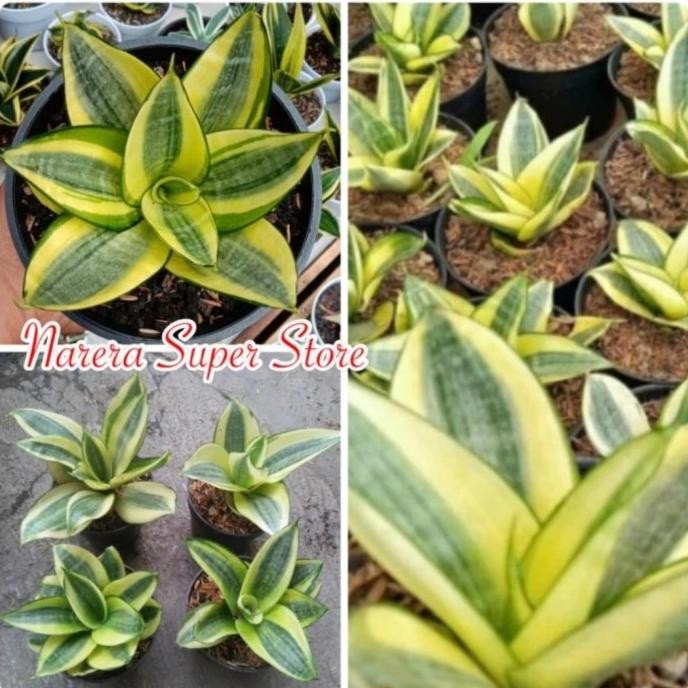 Sansivera Golden Hahnii Trifasciata Lidah Mertua Mini Sansiviera Hani murah