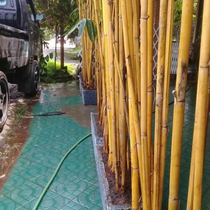 bambu kuning/tanaman pagar /tanaman pagar terbaik murah