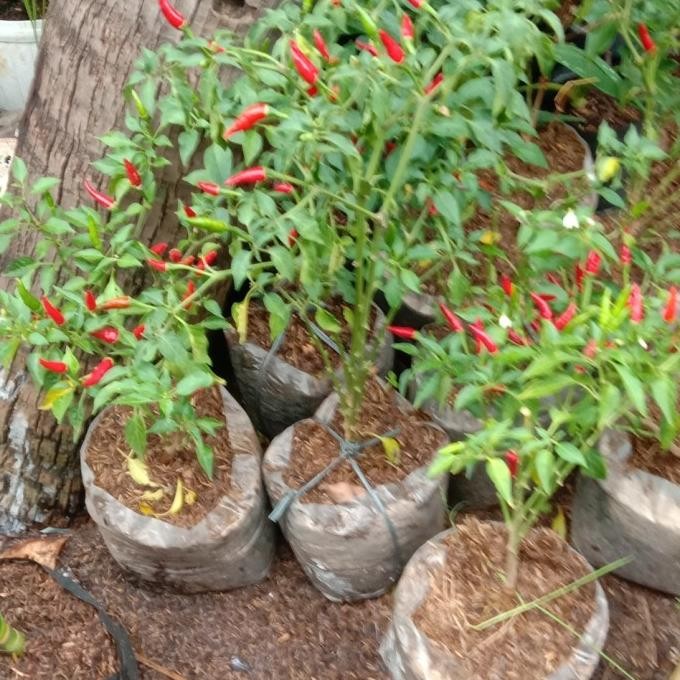 

tanaman pohon cabe rawit berbuah lebat murah