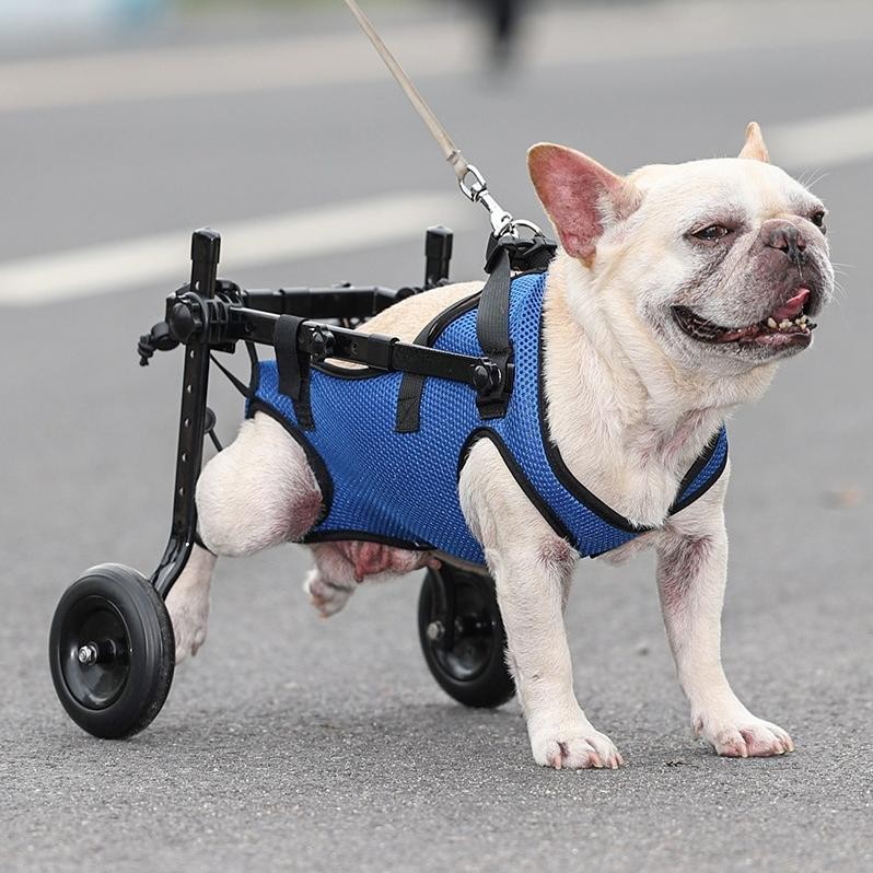 Premium Pet Wheelchair / Kursi Roda 2 Wheel /Alat Bantu Jalan  Kucing Anjing Kecil / Kursi Roda Alat