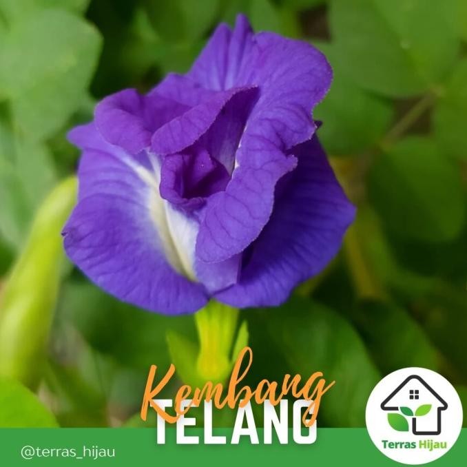 Bibit Tanaman Bunga Telang Ungu Tua Tumpuk