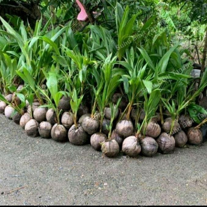 Bibit Kelapa Dwarf Genjah Super/ Bibit Buah Kelapa Dwarf Kerdil FFFF PREMIUM