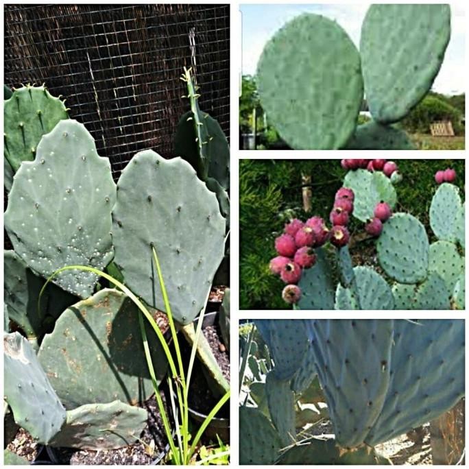 Terlaris Bibit 1 buah stek kaktus opuntia robusta silver dolar besar PREMIUM