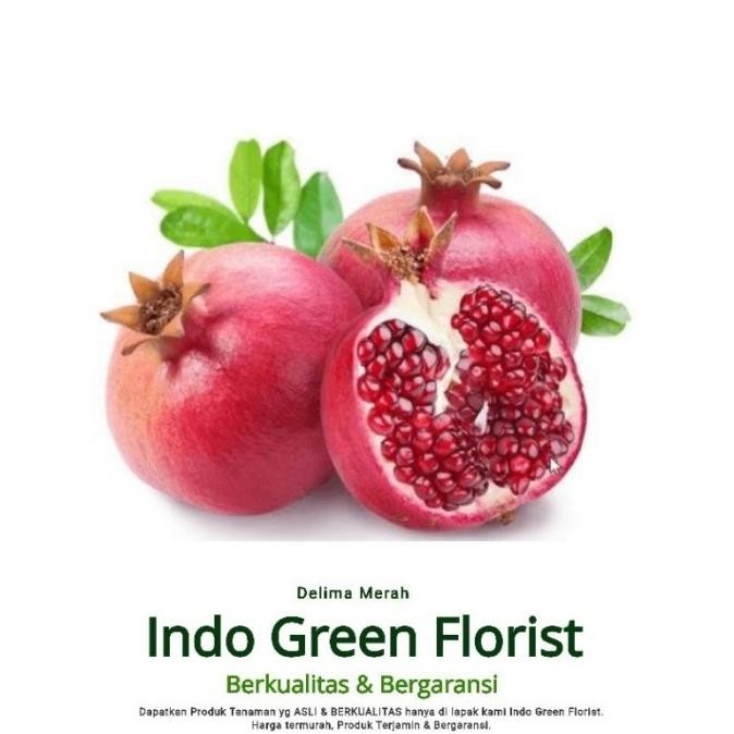 Bibit Delima Merah Berbunga /Bibit Buah Delima merah berbuah SUPER PREMIUM