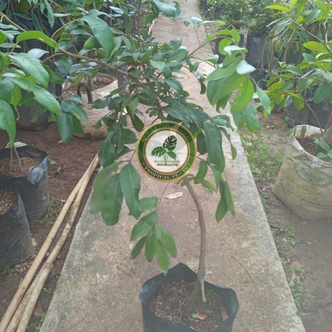 Bibit Pohon Kelengkeng Itoh / Tanaman Buah Lengkeng Itoh Super FFFF PREMIUM