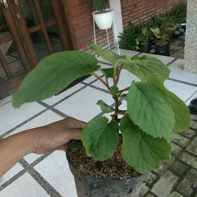 BIBIT TANAMAN BUAH KIWI GOLDEN-BIBIT KIWI JANTAN BETINA-KIWI GODEN PREMIUM