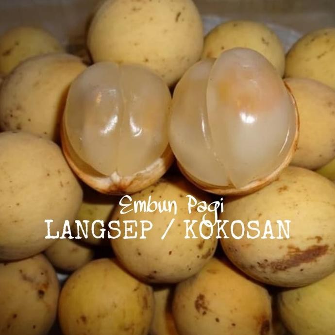 Bibit Pohon Buah Langsat/ Kokosan FFFF PREMIUM