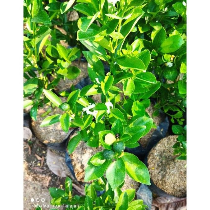 Produc Bibit Pohon Jeruk Kip/Lemon Cina Sdh Berbuah Kecil2 Tinggi PREMIUM