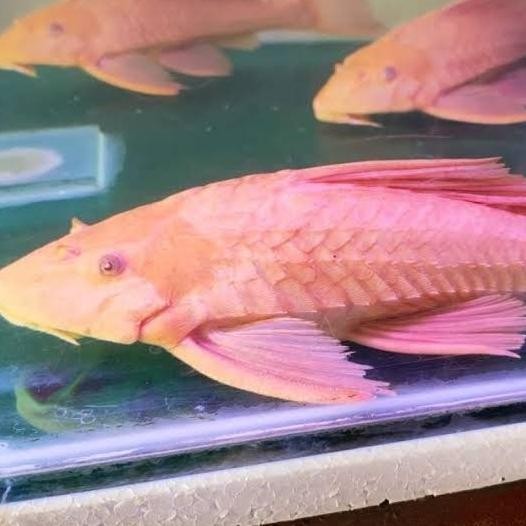 ikan sapu sapu albino jumbo