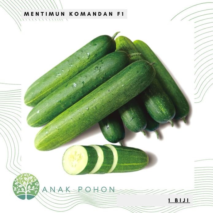 Benih Bibit Biji - Mentimun Rujak KOMANDAN F1 Hibrida Seeds murah