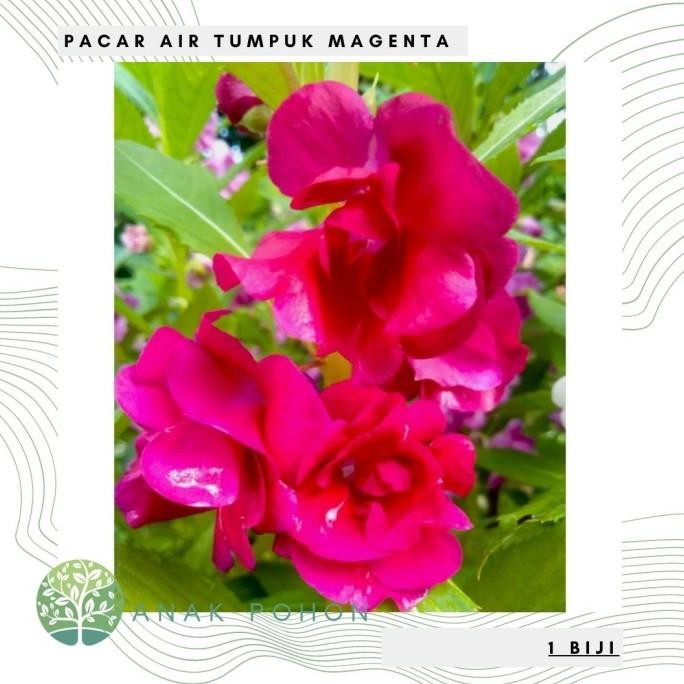 Benih Bibit Biji - Bunga Pacar Air Tumpuk MAGENTA Rose Balsam Seeds murah