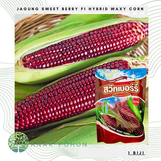 Benih Bibit Biji - Jagung Sweet Berry F1 Hybrid Pulut Merah Maroon Waxy Corn Seeds - IMPORT THAILAND