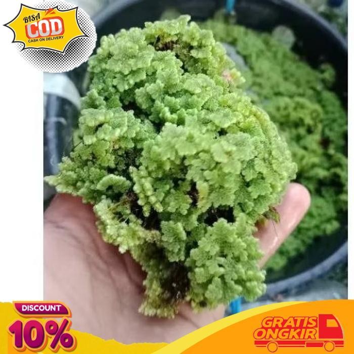 

PROMO AZOLLA 1 KILO AZOLA AZZOLA AZOLLA BERGARANSI MAJELA CITRA