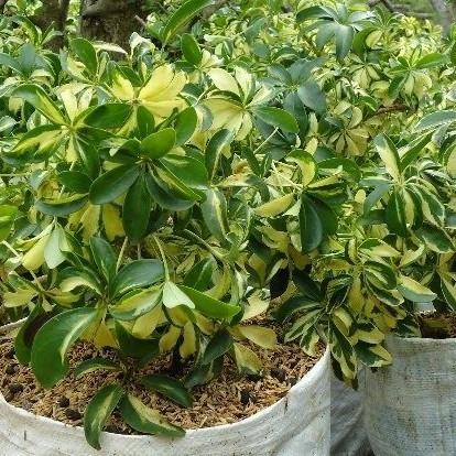 Terlaris Tanaman Hias Wali Songo Variegata