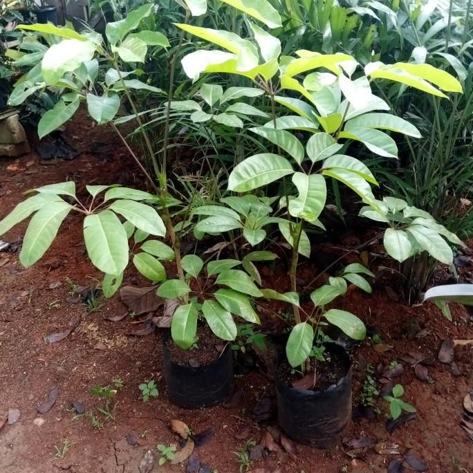 Terlaris Tanaman Hias Walisongo Daun Lebar Outdor Indor Tinggi 1 Meter