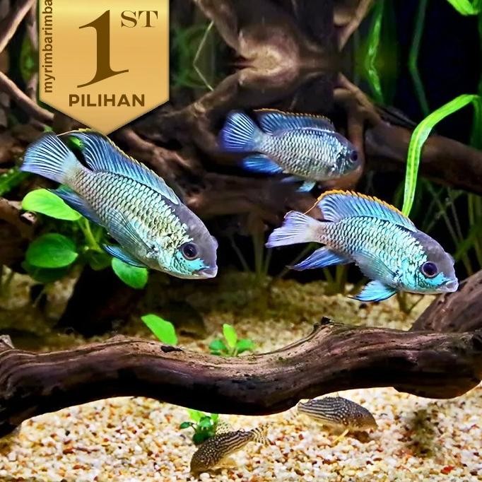 Terlaris Paket Koloni (Isi 10) Cichlid Blue Acara Ikan Hias Aquascape Hiasan Aquarium Tanaman Air