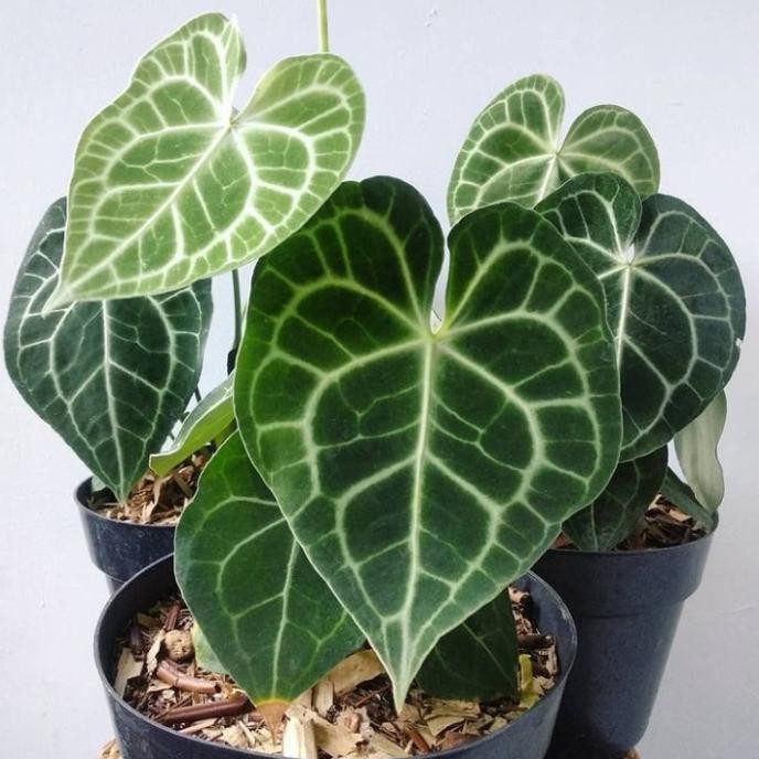 Terlaris Tanaman Hias Anthurium Kuping Gajah Tarantula - Anthurium Kuping Gajah