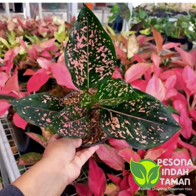 Terlaris Aglonema Pink Dalmation - Tanaman Hias Aglonema Pink Dalmation