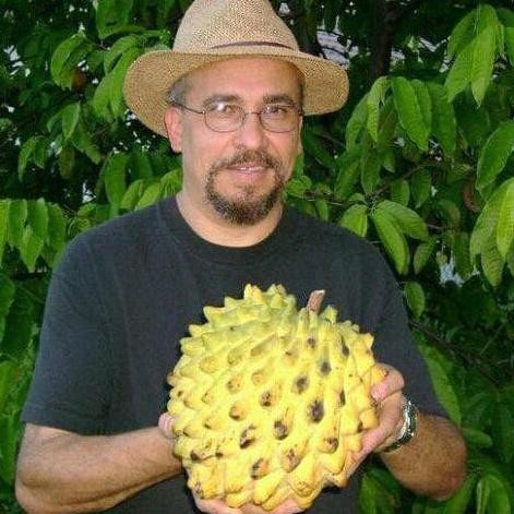 Bibit Srikaya Biriba Okulasi / Tanaman Srikaya Nanas / Srikaya Durian PREMIUM