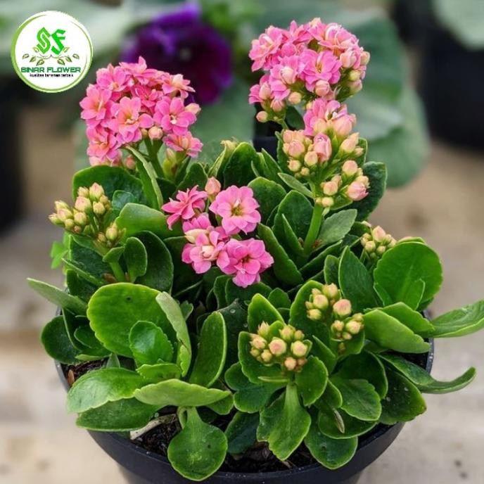 Terlaris Tanaman Hias Cocor Bebek/Bunga Cocor Bebek/Cocor Bebek Di Pot