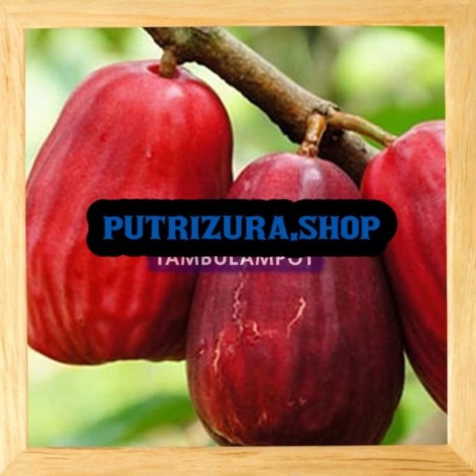 KLITAS Bibit Tanaman Buah Jambu Bol Jamaika Okulasi Stek Cangkok PREMIUM