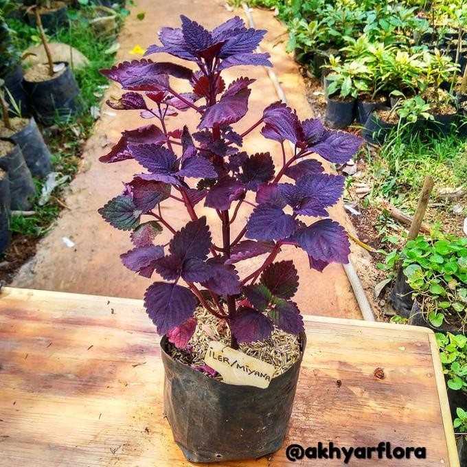 

Terlaris Tanaman Herbal Daun Miana Daun Iler Jawer Kotok Obat Wasir Ambeien