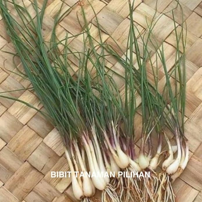 

Terlaris Bibit Daun Bawang Batak Lokio Tanaman Lunkio Kucai Herbal Medan Sayur