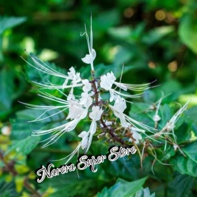 

Terlaris Bibit Tanaman Herbal Pohon Daun Kumis Kucing Murah Ekonomis