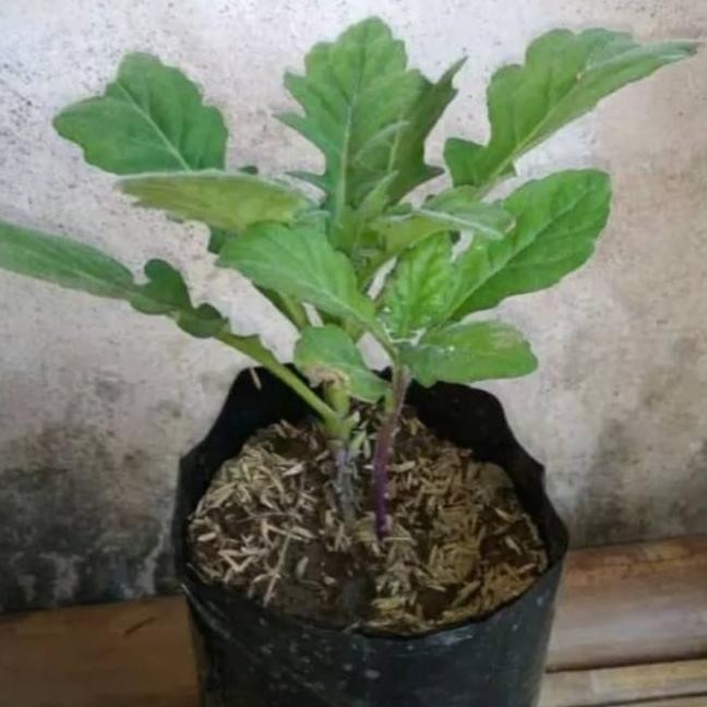 

Terlaris Bibit Tanaman Herbal Daun Dewa