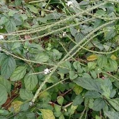 

Terlaris Tanaman Herbal Batang Pecut Kuda/Jarong