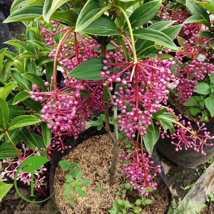 

Terlaris Tanaman Hias Buah Parijoto - Tanaman Buah Herbal Kondisi Berbuah