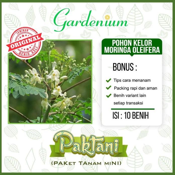 

Terlaris 10 Benih Pohon Kelor Unggul Moringa Oleifera Tanaman Herbal Unggul Paktani
