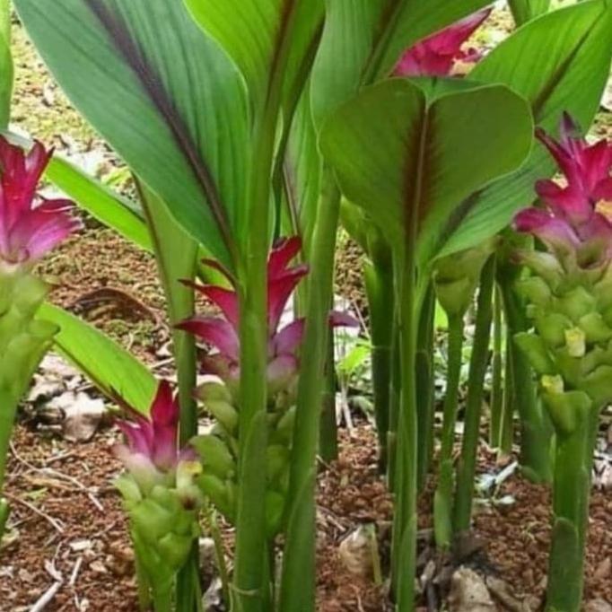

Terlaris Pohon Temu Putih-Tanaman Herbal Bibit Pohon Temu Putih / Curcuma