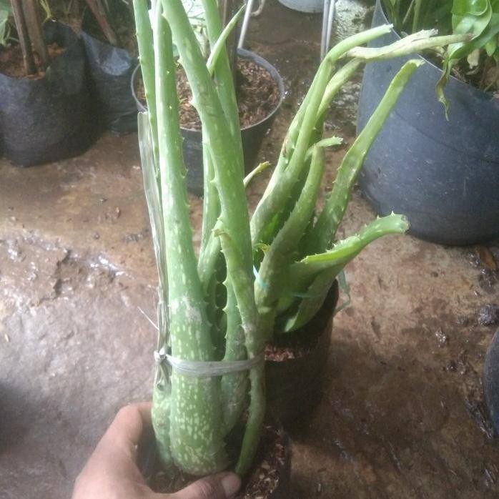 

Terlaris Tanaman Hias Lidah Buaya Herbal+Pot