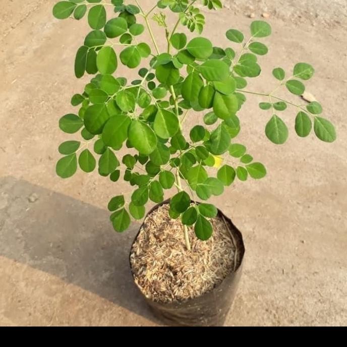 

Terlaris Bibit Tanaman Daun Kelor Herbal Banyak Manfaat