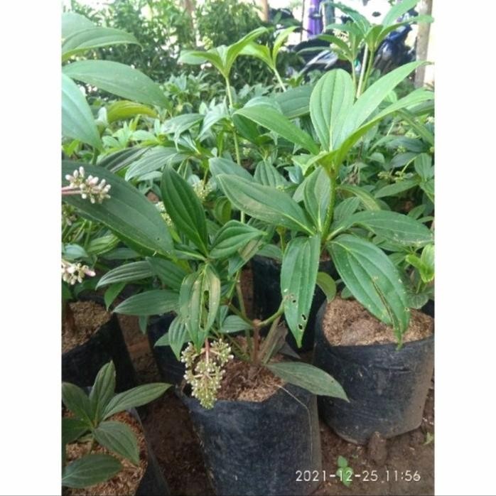 

Terlaris Parijoto Indukan // Tanaman Herbal Parijotho // Parijoto Berbuah