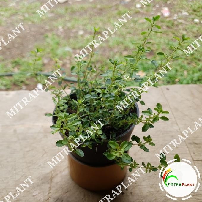 

Terlaris Bibit Tanaman Thyme - Tanaman Daun Thyme - Tanaman Herbal