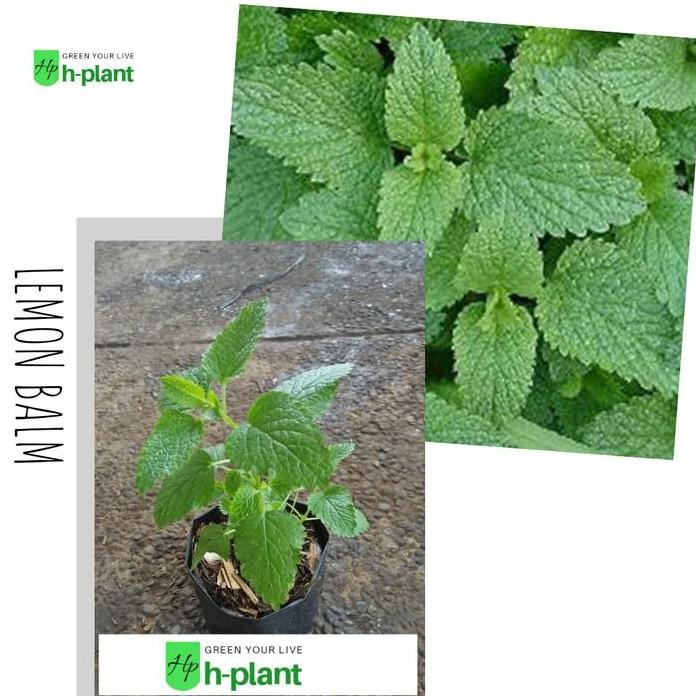 

Terlaris Bibit Tanaman Daun Lemon Balm Melissa (Obat Herbal)
